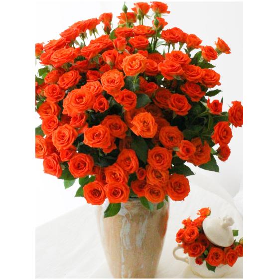 Orange spray rose
